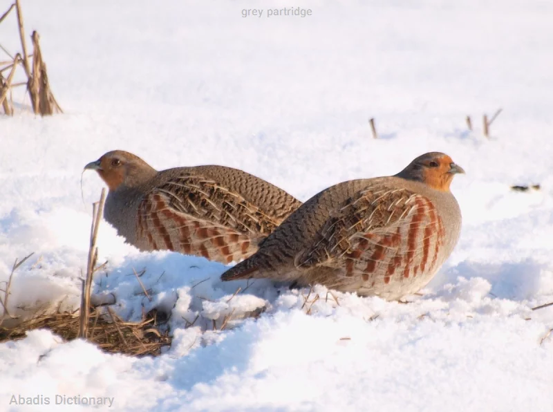 grey partridge